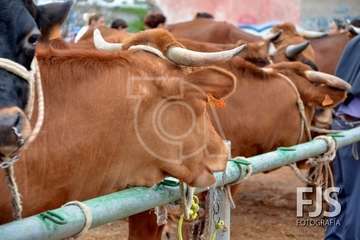 Los Llanos de Telde, en el día grande de sus fiestas patronales de 2019 (Foto Francisco Javier Santana)